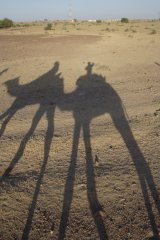 28-Camel shadows